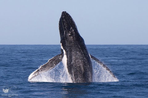 Full-Day Whale Watching Snorkeling And Swimming At Coral Bay - Accommodation Sunshine Coast 0