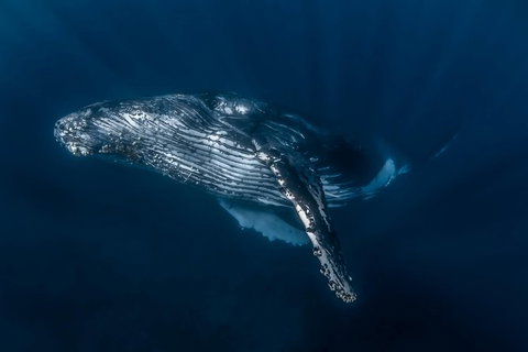 Full-Day Whale Watching Snorkeling And Swimming At Coral Bay - Accommodation Sunshine Coast 7