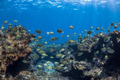 Full-Day Whale Watching Snorkeling And Swimming At Coral Bay - Accommodation Sunshine Coast 1