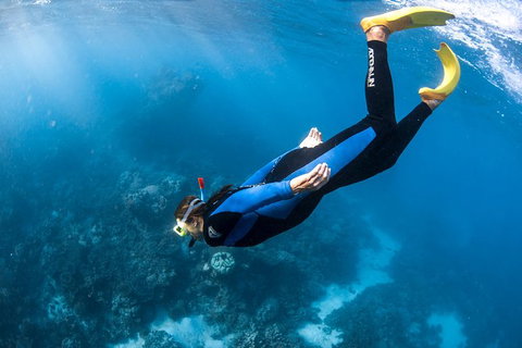 Full-Day Whale Watching Snorkeling And Swimming At Coral Bay - Accommodation Sunshine Coast 2