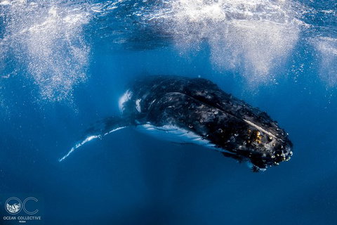 Full-Day Whale Watching Snorkeling And Swimming At Coral Bay - Accommodation Sunshine Coast 4