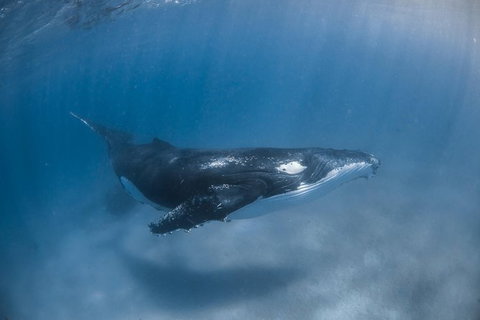 Full-Day Whale Watching Snorkeling And Swimming At Coral Bay - Accommodation Sunshine Coast 5