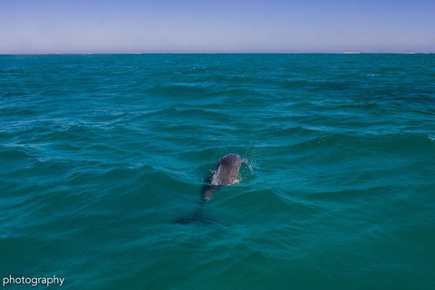 Ningaloo Immersion Private Charter - Accommodation Sunshine Coast 1