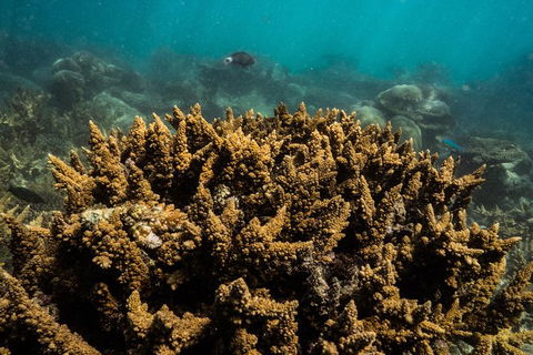 Ningaloo Immersion Private Charter - Accommodation Sunshine Coast 6