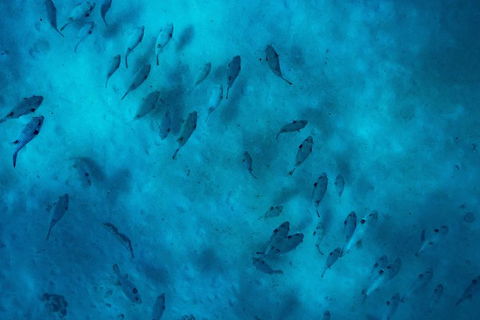 Ningaloo Immersion Private Charter - Accommodation Sunshine Coast 2