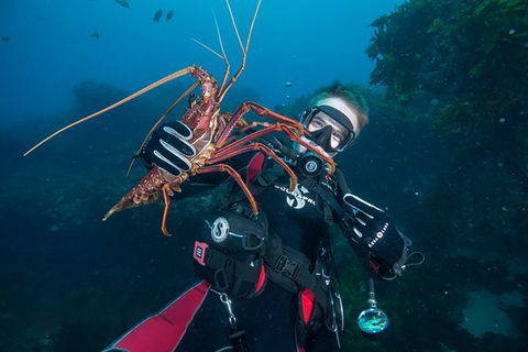 Rottnest Island Deep Dive Day Trips - Accommodation Sunshine Coast 0