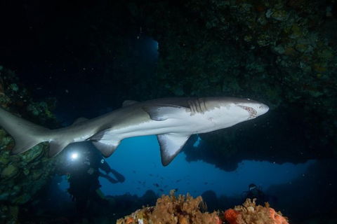 Rottnest Island Deep Dive Day Trips - Accommodation Sunshine Coast 1