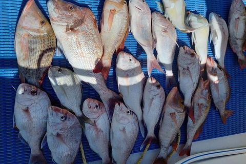 Geraldton Fishing Charter - Accommodation Sunshine Coast 7