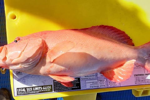 Geraldton Fishing Charter - Accommodation Sunshine Coast 13