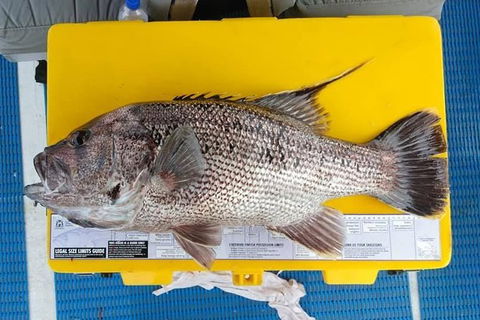 Abrolhos Islands Fishing Charter - Accommodation Sunshine Coast 2