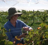 Kingsdale Wines - Accommodation Sunshine Coast