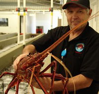 Lobster Shack - Accommodation Sunshine Coast