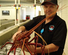 Lobster Shack - Accommodation Sunshine Coast 0