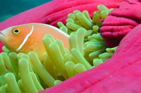 Great Adventures Reef And Green Island Cruises - Accommodation Sunshine Coast 2