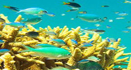 Reef Jet Cruises - Accommodation Sunshine Coast 4