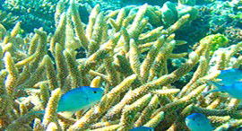Reef Jet Cruises - Accommodation Sunshine Coast 5