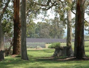 Aloomba Lavender - Accommodation Sunshine Coast 0