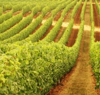 Wignalls Winery - Accommodation Sunshine Coast