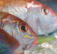 Coro Hotel - Lure Seafood Restaurant - Accommodation Sunshine Coast