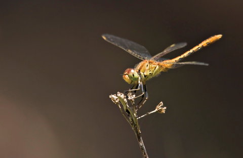 Dragonfly Discovery - Accommodation Sunshine Coast 0