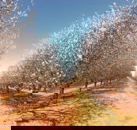 Mallee Almond Blossom Festival - Accommodation Sunshine Coast