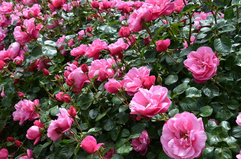 2020 Woolmers Estate Festival Of Roses - Accommodation Sunshine Coast 0