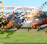 Casino Cup - Accommodation Sunshine Coast