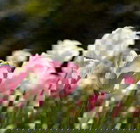 Floriade Reimagined - Accommodation Sunshine Coast