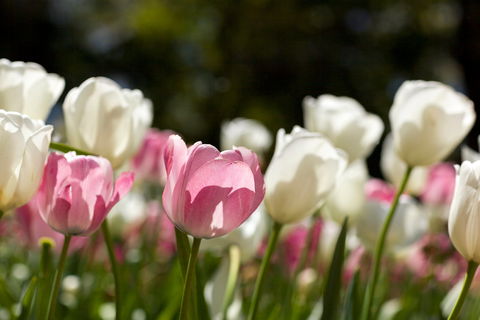 Floriade: Reimagined - Accommodation Sunshine Coast 0