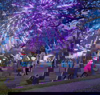 Grafton Jacaranda Festival - Accommodation Sunshine Coast