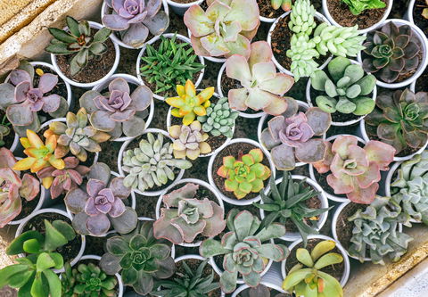 Indoor Plant Pop Up Event - Accommodation Sunshine Coast 0