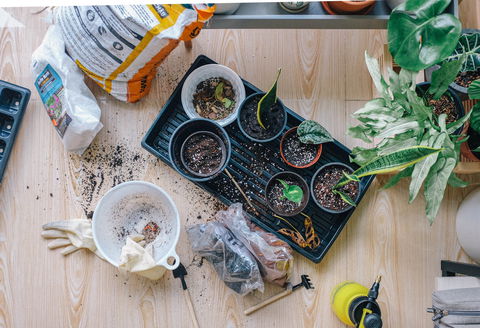 Indoor Plant Pop Up Event - Accommodation Sunshine Coast 1