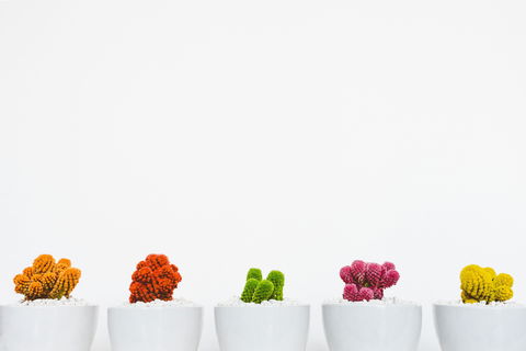 Indoor Plant Pop Up Event - Accommodation Sunshine Coast 2