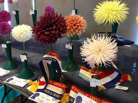 Kiama Show - Accommodation Sunshine Coast 2