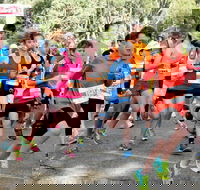 MAAS Group Dubbo Stampede Running Festival - Accommodation Sunshine Coast