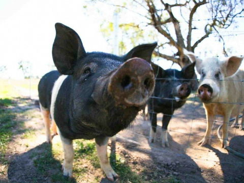 Mudgee Farm Walks - Accommodation Sunshine Coast 0