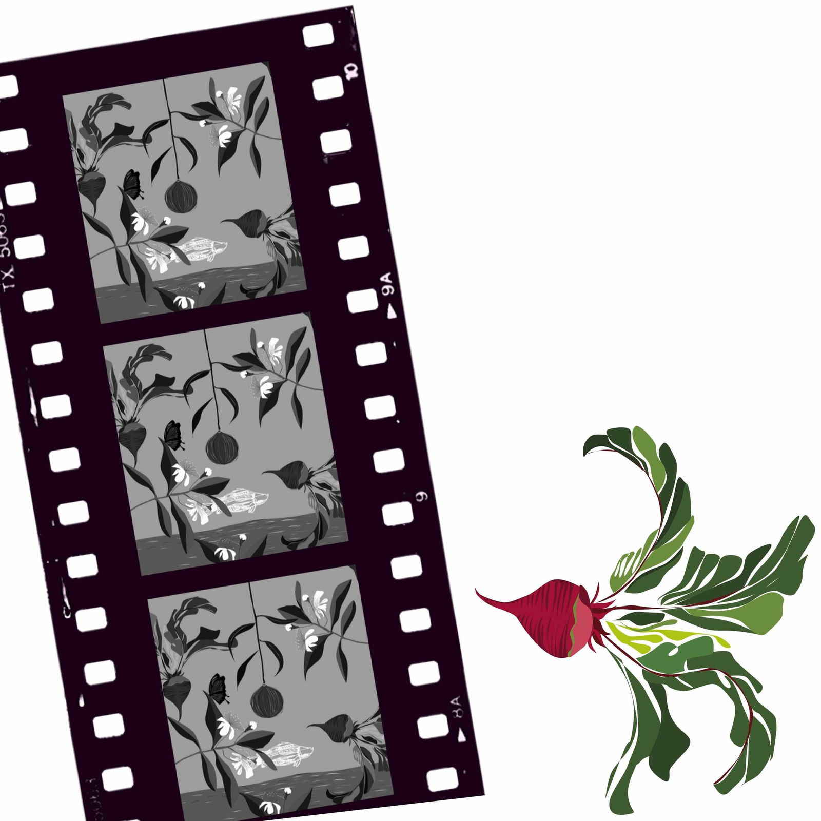 Cairns North QLD Accommodation Sunshine Coast