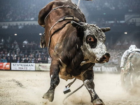 Professional Bull Riders Sydney Origin - Accommodation Sunshine Coast 1