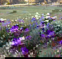Riverina Iris Farm Open Garden and Iris Display - Accommodation Sunshine Coast