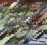 Sapphire Coast Orchid Club Spring Orchid Show - Accommodation Sunshine Coast