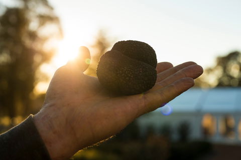 The Truffle Festival - Canberra Region - Accommodation Sunshine Coast 0
