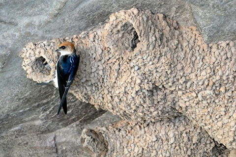 2020 Katherine Bird Festival - Accommodation Sunshine Coast 0