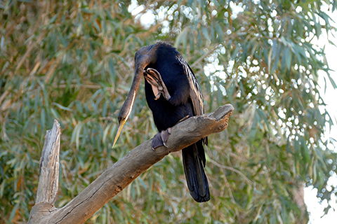 2020 Katherine Bird Festival - Accommodation Sunshine Coast 2