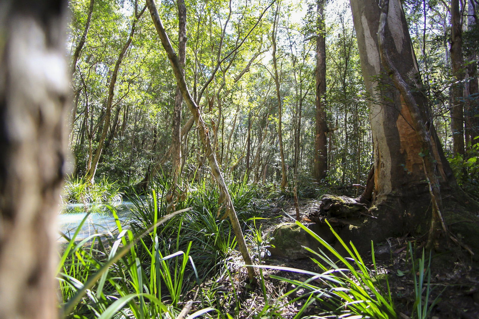 Number One NSW Accommodation Sunshine Coast