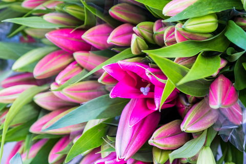 Harvest Launceston Community Farmers' Market - Accommodation Sunshine Coast 0
