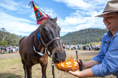 Horses Birthday Festival - Accommodation Sunshine Coast 0