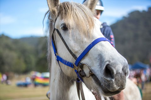 Horses Birthday Festival - Accommodation Sunshine Coast 1
