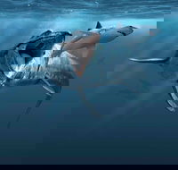 Sea Monsters - Prehistoric Ocean Predators - Accommodation Sunshine Coast