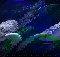 Sydney's Aquarium - Accommodation Sunshine Coast