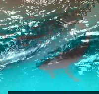 Ningaloo Lodge Exmouth - Accommodation Sunshine Coast